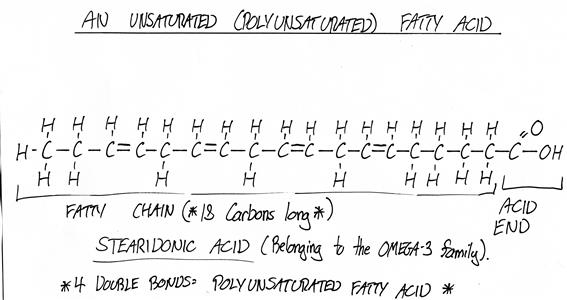 14:0 tetradecanoic, myristic, common saturated fatty acid